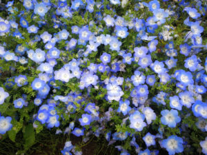 ネモフィラ ひたち海浜公園混雑時は臨時駐車場がよい 渋滞迂回ルート