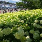 埼玉県あじさい名所|幸手権現堂公園の駐車場、混雑、アクセス