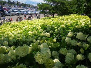埼玉県あじさい名所｜幸手権現堂公園の駐車場、混雑、アクセス