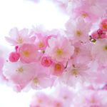 フラワーズバイネイキッド 2020桜 日本橋｜チケット＆みどころ